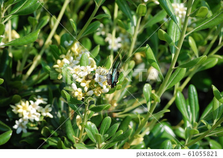 Asagi madara Asagi madara 61055821