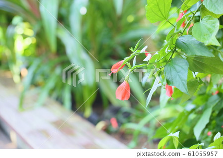 UNAZUKI Flower Flower Flower 61055957