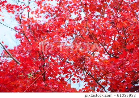 Bright maple 61055958