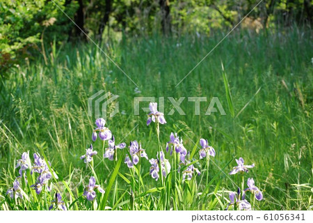 Wild bird park irises 61056341