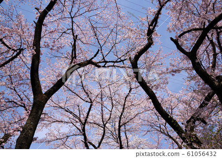 Junko Cherry Blossoms 61056432