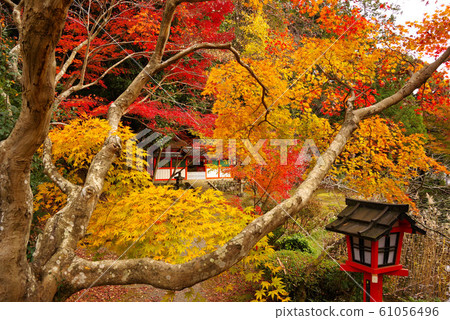 Oharano寺廟秋葉 Oharano寺廟秋葉 61056496