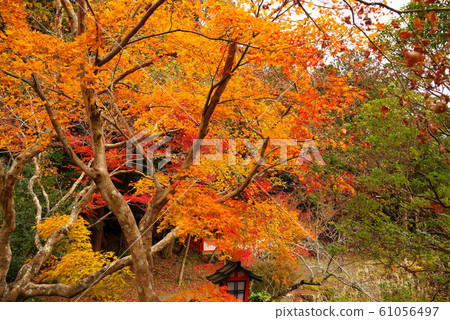 Oharano寺廟秋葉 Oharano寺廟秋葉 61056497