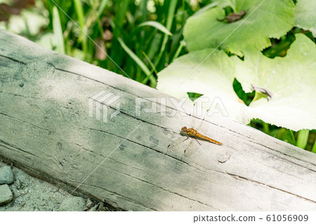 Dragonfly Dragonfly 61056909