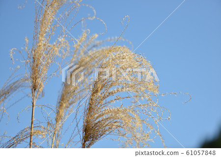 Withering Susuki 61057848