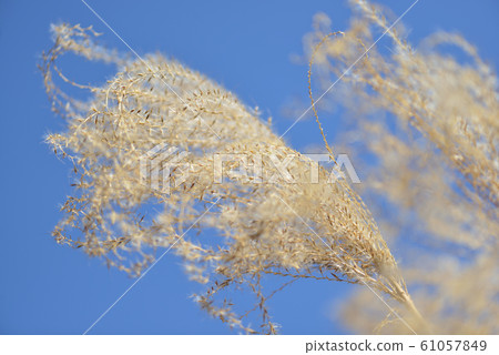 枯萎Susuki 61057849