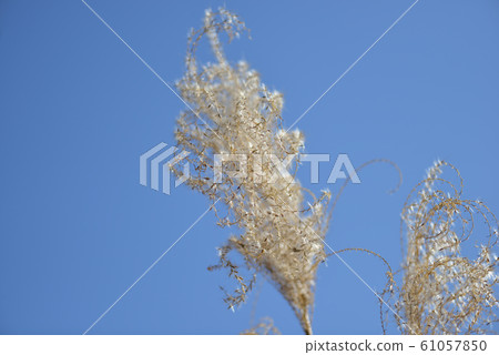 Withering Susuki 61057850