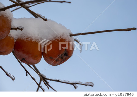柿子樹與冷凍的樹枝和雪果 61057946