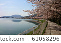 Cherry blossoms at the water 61058296