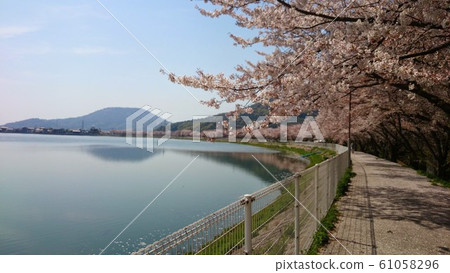 櫻花在水面上 61058296