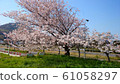 Cherry Blossoms	 61058297