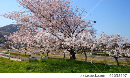 Cherry Blossoms	 61058297