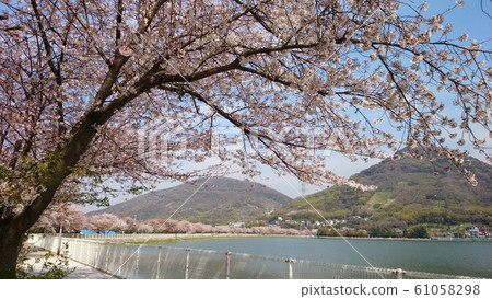 櫻桃（遠山） 61058298
