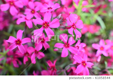 Moss phlox  61058544