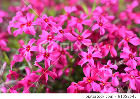 Moss phlox  61058545