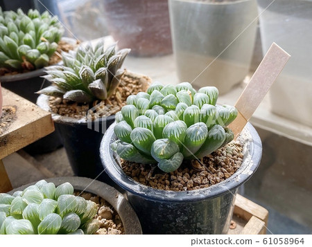 Many small cactus in pot for sale Many small cactus in pot for sale 61058964