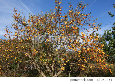 Persimmon oyster Persimmon oyster 61059234