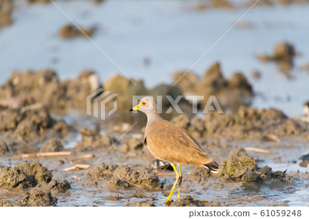 Buttoned prey in a lotus root field Buttoned prey in a lotus root field 61059248