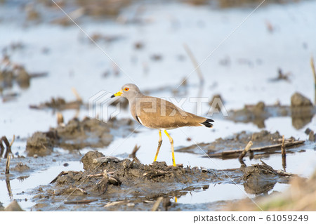 Buttoned prey in a lotus root field 61059249