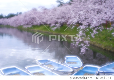 Cherry blossoms at Hirosaki Park 61061284