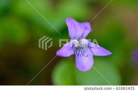 Early Dog-Violet (Viola reichenbachiana) flowering 61061435