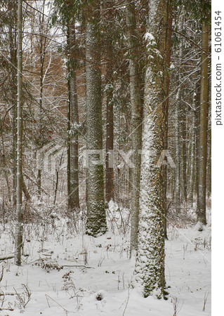 Wintertime landscape of snowy mixed tree stand Wintertime landscape of snowy mixed tree stand 61061454