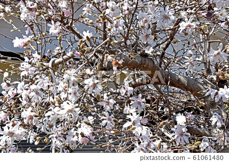 Sidekobushi(四手辣) Sidekobushi(四手辣) 61061480