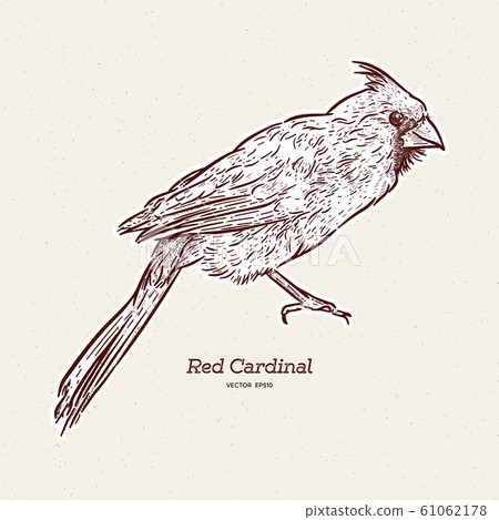 The northern cardinal (Cardinalis cardinalis). The northern cardinal (Cardinalis cardinalis). 61062178