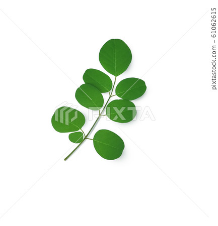 Moringa leaves have medicinal properties. top view 61062615