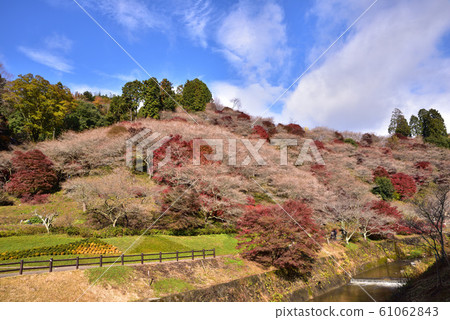 Four seasons cherry blossoms in Ohara (Aichi Prefecture) 61062843