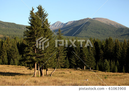 Xinjiang Kanas plateau forest. 2019/8/27 61063908