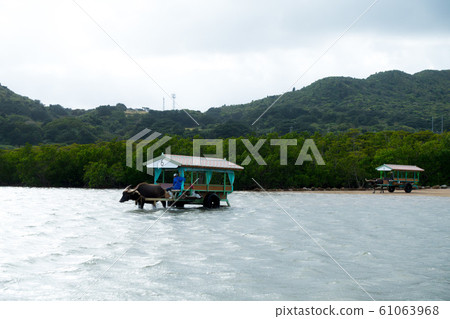 從西表島到由布島的牛車 從西表島到由布島的牛車 61063968