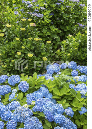 Various hydrangea flowers blooming in the rainy season Various hydrangea flowers blooming in the rainy season 61064099