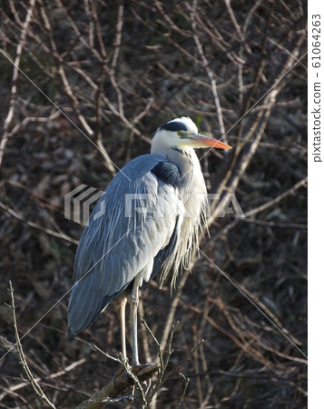 Gray heron (winter condition) Gray heron (winter condition) 61064263