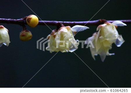 慌張 慌張 61064265