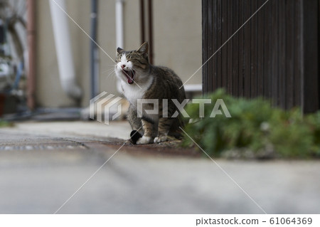 japan, cat, pussy 61064369