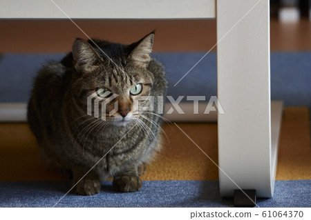 japan, cat, pussy 61064370