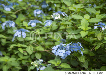 Hydrangea flowers blooming in the rainy season Hydrangea flowers blooming in the rainy season 61064384