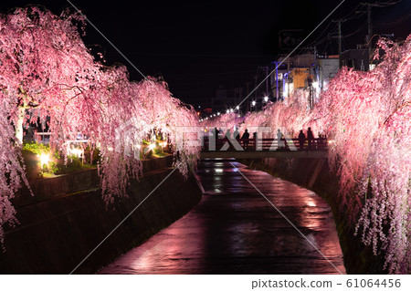 天童市藏津河垂枝櫻花盛開 天童市藏津河垂枝櫻花盛開 61064456