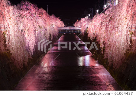 Tendo City Kurazu River Weeping Cherry Blossom Light Up Tendo City Kurazu River Weeping Cherry Blossom Light Up 61064457