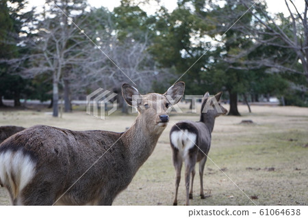 奈良公園的鹿,奈良的著名動物 奈良公園的鹿,奈良的著名動物 61064638