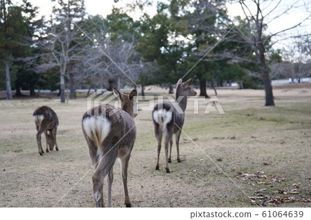 奈良公園的鹿，奈良的著名動物 61064639