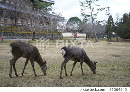 奈良公園的鹿,奈良的著名動物 奈良公園的鹿,奈良的著名動物 61064640