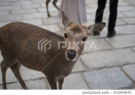 奈良公園的鹿，奈良的著名動物 61064641