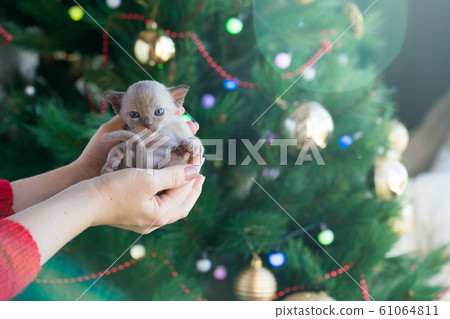 beige burmese kitten on hands on a background of the Christmas tree beige burmese kitten on hands on a background of the Christmas tree 61064811