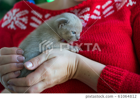 beige burmese kitten on hands on a background of the Christmas tree beige burmese kitten on hands on a background of the Christmas tree 61064812