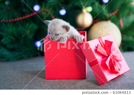 beige burmese kitten crawls out of a gift box standing near a Christmas tree beige burmese kitten crawls out of a gift box standing near a Christmas tree 61064813