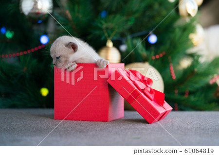 beige burmese kitten crawls out of a gift box standing near a Christmas tree 61064819