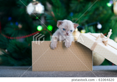 beige burmese kitten crawls out of a gift box standing near a Christmas tree beige burmese kitten crawls out of a gift box standing near a Christmas tree 61064820