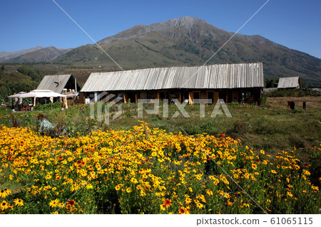 向日葵和傳統木屋在新疆卡吉村。 2019/8/28 61065115